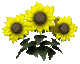kukat animoituja-kuvia-gif